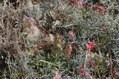 Lessertia frutescens