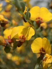Bossiaea rhombifolia