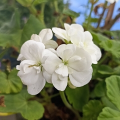 Pelargonium × hybridum