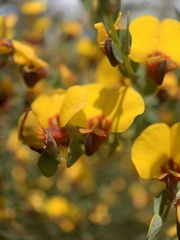 Bossiaea rhombifolia