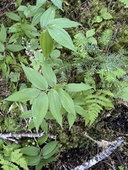Maianthemum stellatum