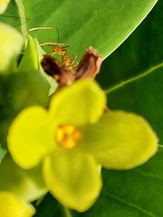 Anoplolepis gracilipes