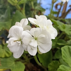 Pelargonium × hybridum