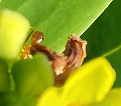 Anoplolepis gracilipes