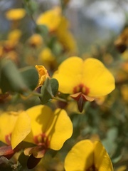 Bossiaea rhombifolia