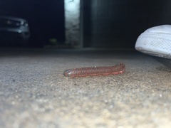 Myriapoda