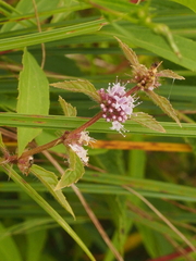 Mentha arvensis