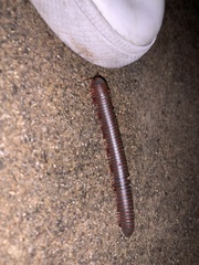 Myriapoda