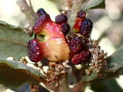 Disholcaspis prehensa