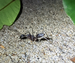 Camponotus etiolipes