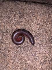 Myriapoda