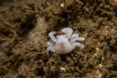 Acantholithodes hispidus