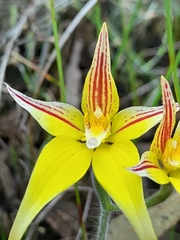 Caladenia flava