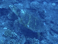 Eretmochelys imbricata
