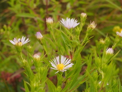 Symphyotrichum firmum
