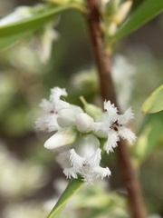 Styphelia mutica
