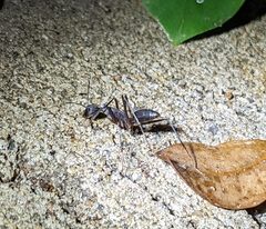 Camponotus etiolipes
