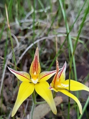 Caladenia flava