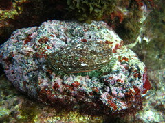 Haliotis tuberculata