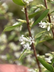 Styphelia mutica