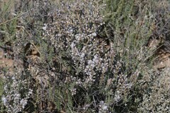 Eriocephalus