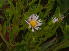 Symphyotrichum firmum