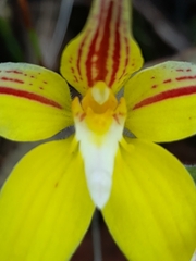 Caladenia flava