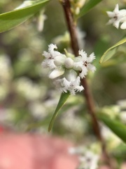 Styphelia mutica