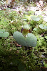 Corybas trilobus aggregate