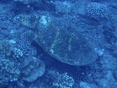 Eretmochelys imbricata