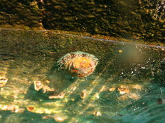 Haliotis tuberculata