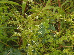 Galium asprellum