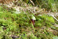 Corybas trilobus aggregate