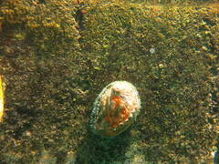 Haliotis tuberculata