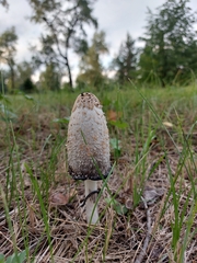 Coprinus