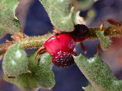 Disholcaspis prehensa