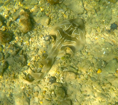 Trygonorrhina dumerilii