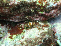 Aplus dorbignyi