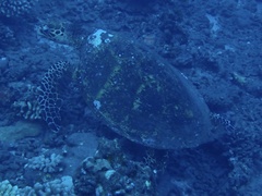 Eretmochelys imbricata