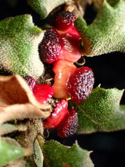 Disholcaspis prehensa