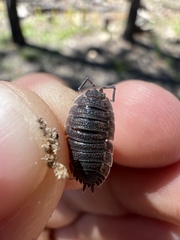 Porcellio