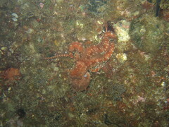 Callistoctopus macropus