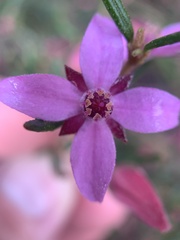 Boronia ledifolia