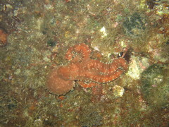 Callistoctopus macropus