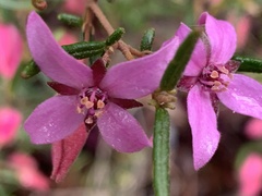 Boronia ledifolia