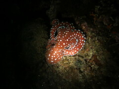 Callistoctopus macropus