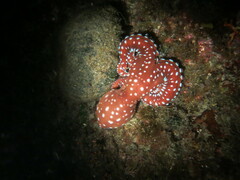Callistoctopus macropus