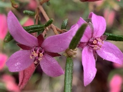 Boronia ledifolia