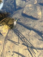 Thermonectus marmoratus