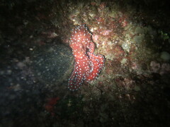 Callistoctopus macropus